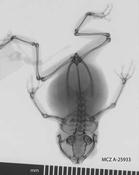 Image of Choerophryne darlingtoni (Loveridge 1948)