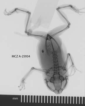 Image of Choerophryne darlingtoni (Loveridge 1948)