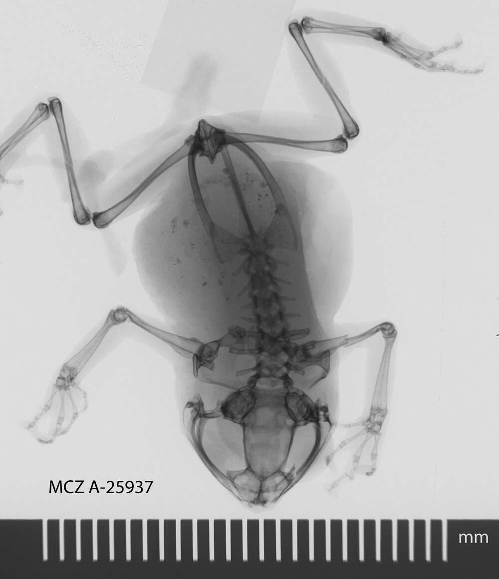 Image of Choerophryne darlingtoni (Loveridge 1948)