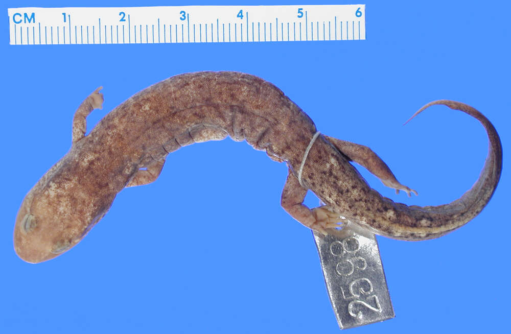 Image of Ouachita Dusky Salamander