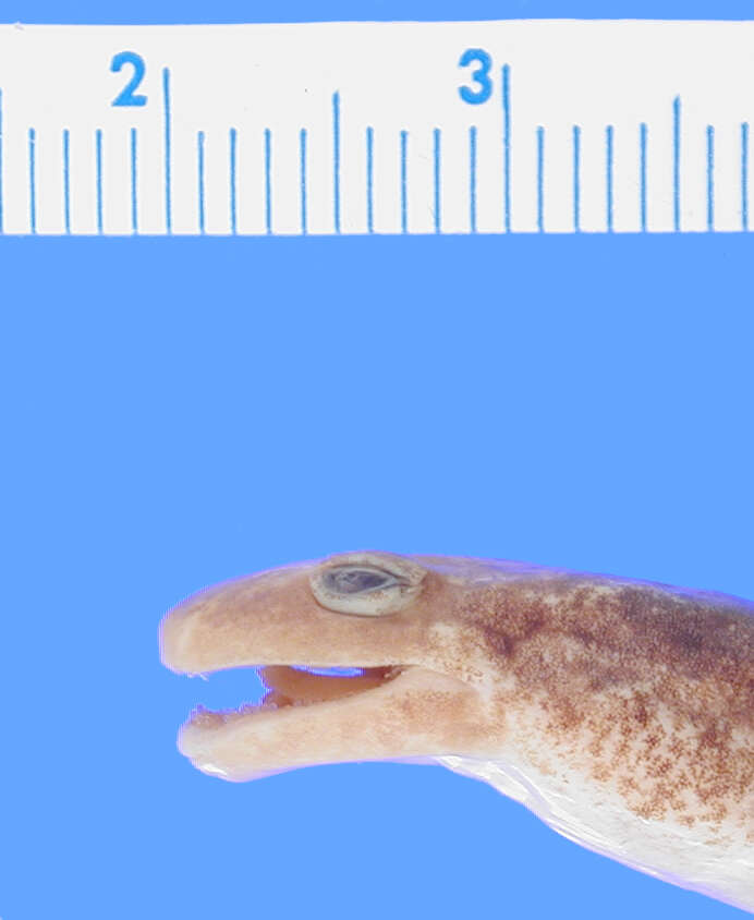 Image of Ouachita Dusky Salamander