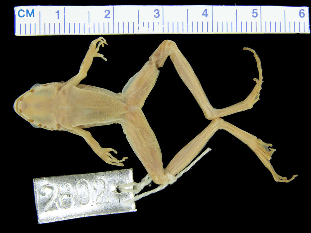 Image of Ryukyu Kajika Frog