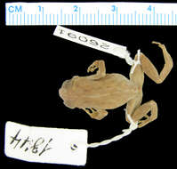 Image of Oreophryne celebensis (Müller 1894)