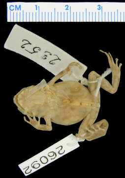 صورة Oreophryne variabilis (Boulenger 1896)