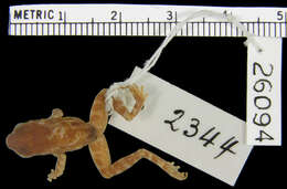 صورة Chalcorana macrops (Boulenger 1897)