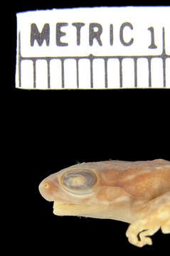 صورة Chalcorana macrops (Boulenger 1897)