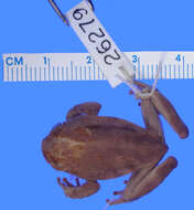 Image of Hyperolius marginatus Peters 1854