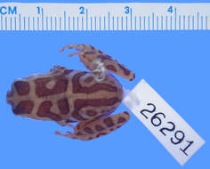 Image of Marbled Reed Frog