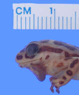 Image of Marbled Reed Frog