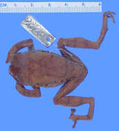 Image of Aubry's tree frog