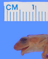 Image of Osorio's Spiny Reed Frog