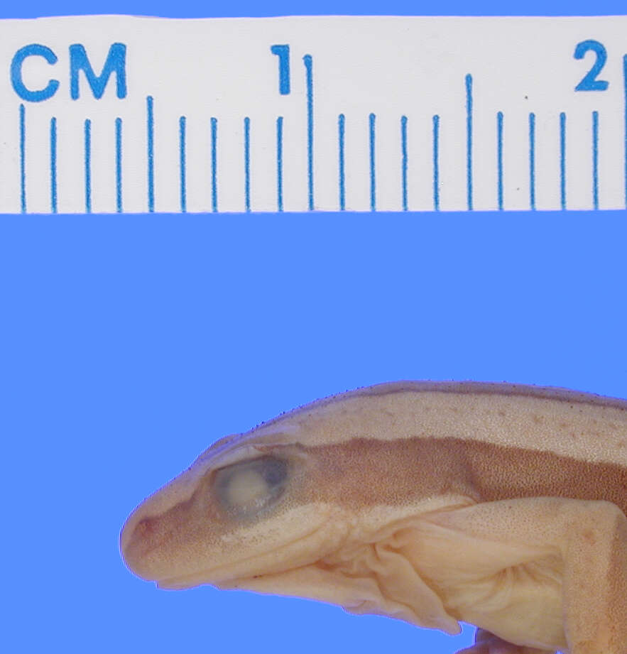Image of De Witte's spiny reed frog