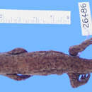 Image of Yenyuan Stream Salamander