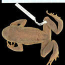 Image of Webless Toothed Toad