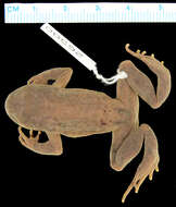 Image of Webless Toothed Toad