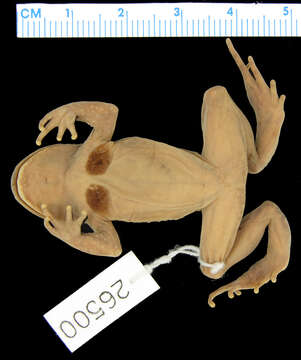 Image of Webless Toothed Toad