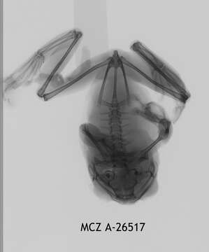 Image de Leptopelis karissimbensis Ahl 1929