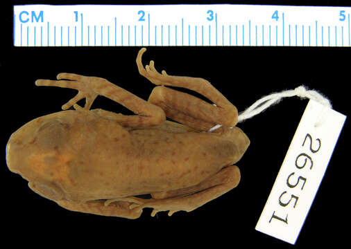 Image of Leptobrachium liui (Pope 1947)