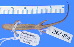 Image of Allegheny Mountain Dusky Salamander