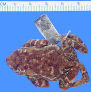 Image of Crested Toad