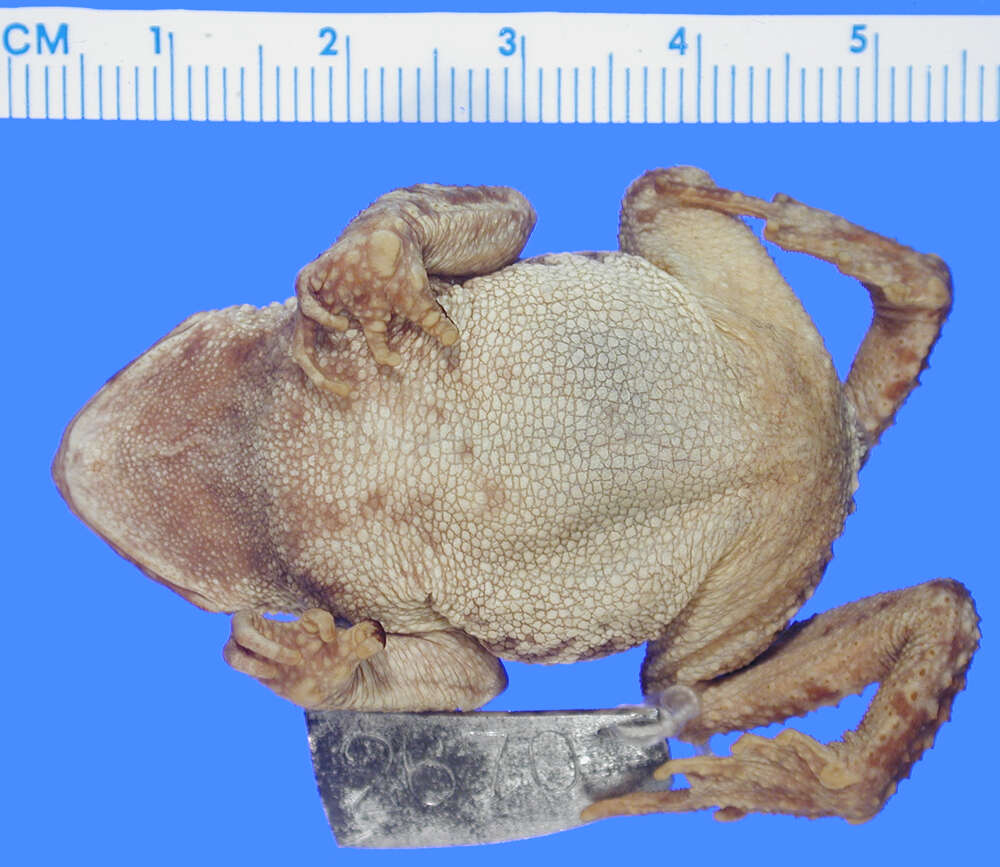 Image of Crested Toad