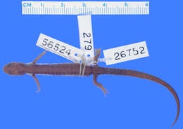 Image of Wehrle's Salamander