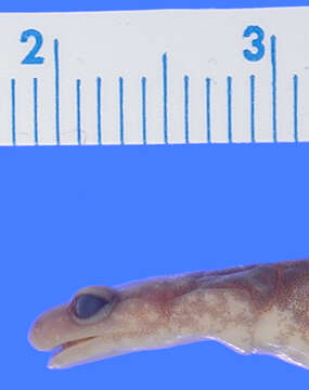 Image of Wehrle's Salamander