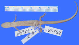 Image of Wehrle's Salamander