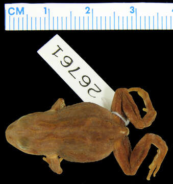 Image of Brown Froglet