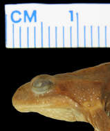 Image of Brown Froglet