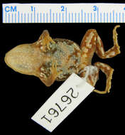 Image of Brown Froglet