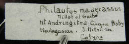 Image of <i>Philautus madecassus</i>