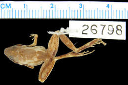 Sivun Cornufer trossulus (Brown & Myers 1949) kuva