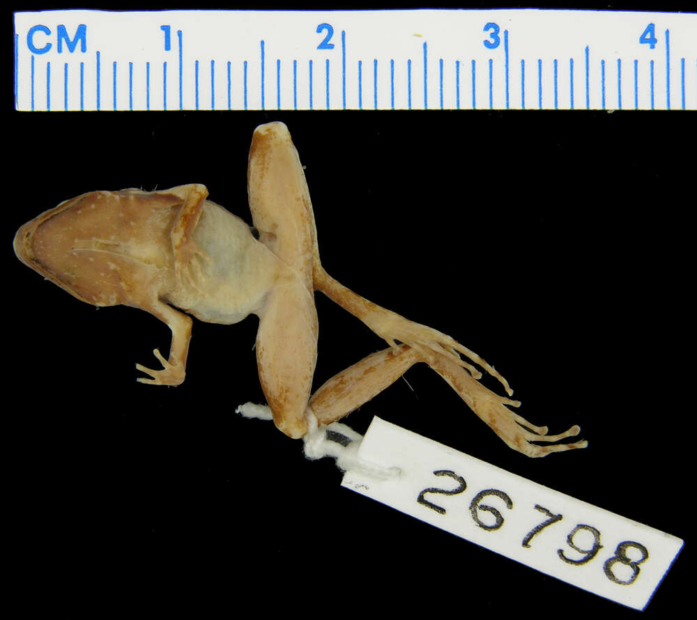 Sivun Cornufer trossulus (Brown & Myers 1949) kuva