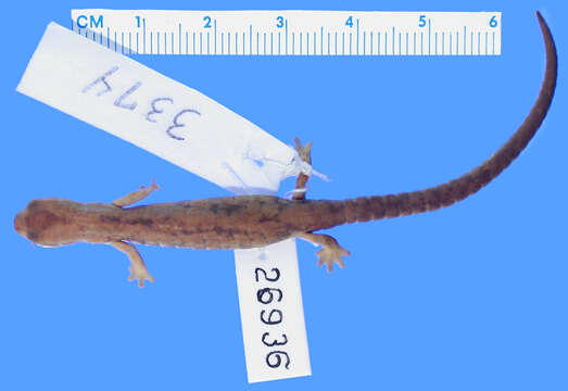 Image of Bolitoglossa pesrubra (Taylor 1952)