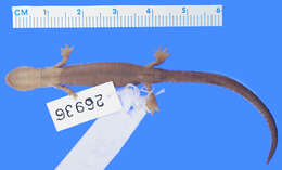 Image of Bolitoglossa pesrubra (Taylor 1952)