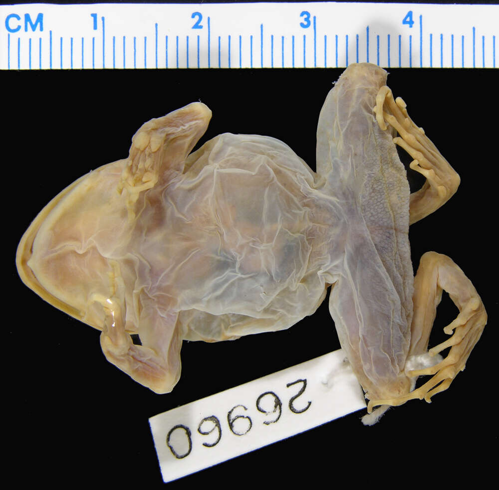 Image of Leptodactylus rugosus Noble 1923