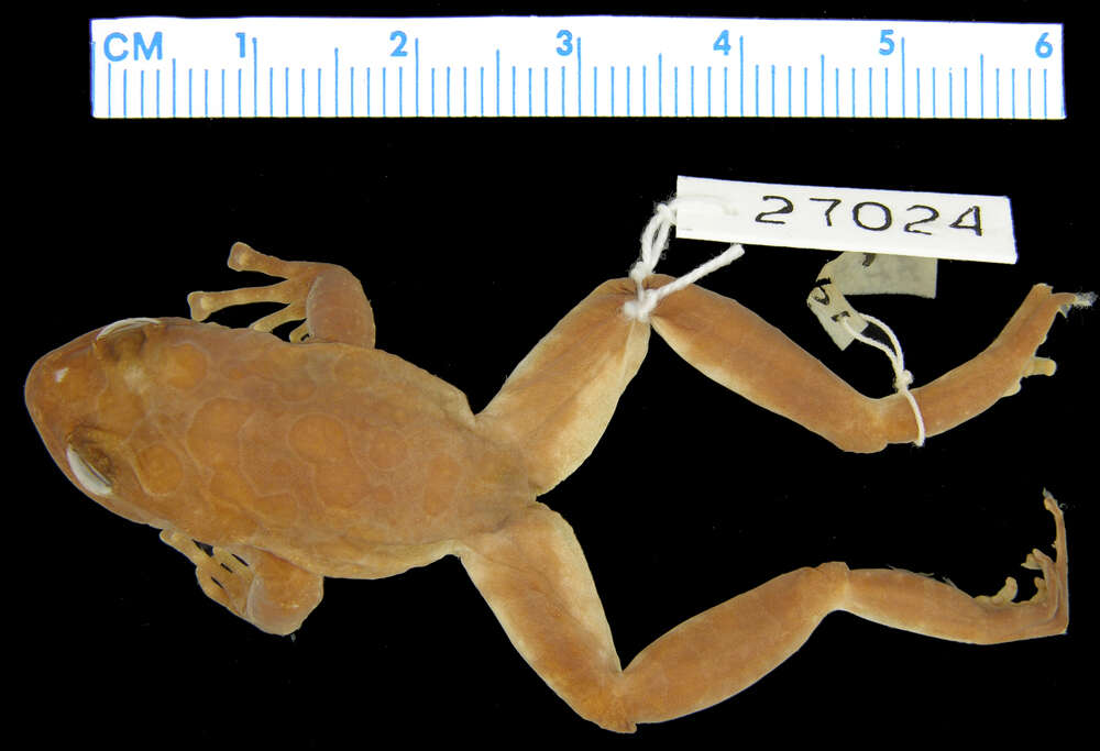 Image of Eastern Ghost Frog