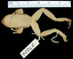 Image of Eastern Ghost Frog