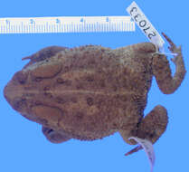 Image of Woodhouse's Toad