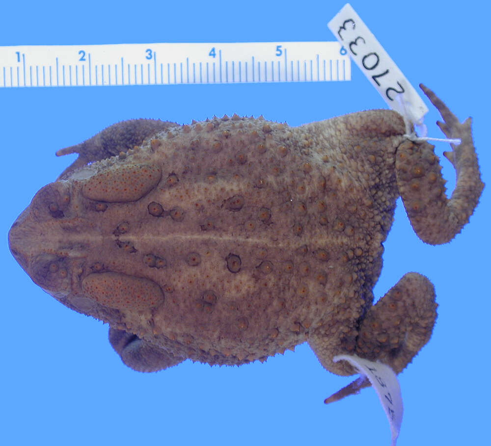 Image of Woodhouse's Toad