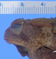 Image of Woodhouse's Toad