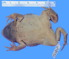 Image of Woodhouse's Toad