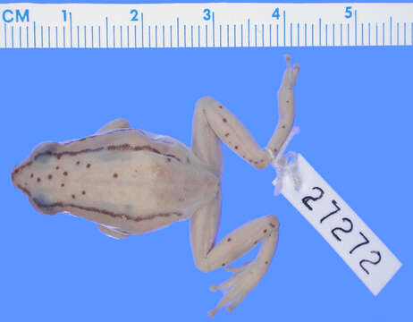 Image of Mitchell's Reed Frog