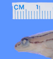 Image of Mitchell's Reed Frog