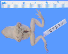 Image of Mitchell's Reed Frog