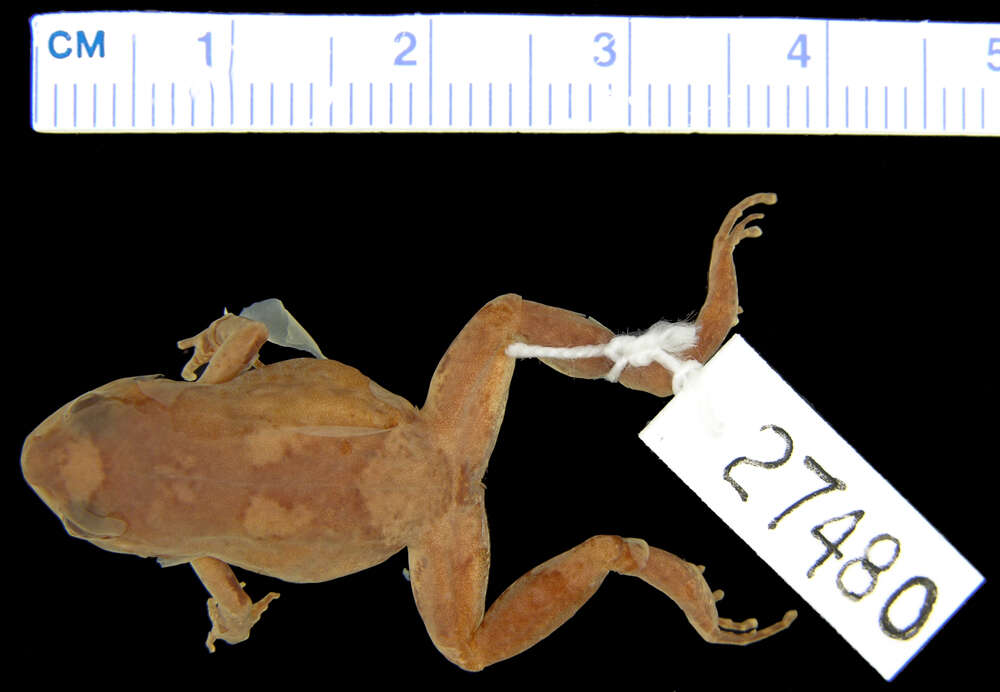 Image of Arthroleptis xenodactyloides Hewitt 1933