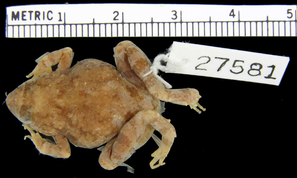 Image of Natal Dwarf Puddle Frog