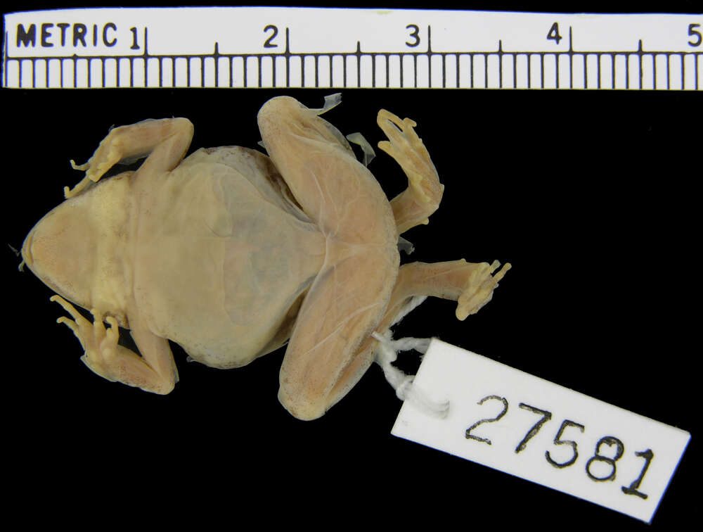 Image of Natal Dwarf Puddle Frog
