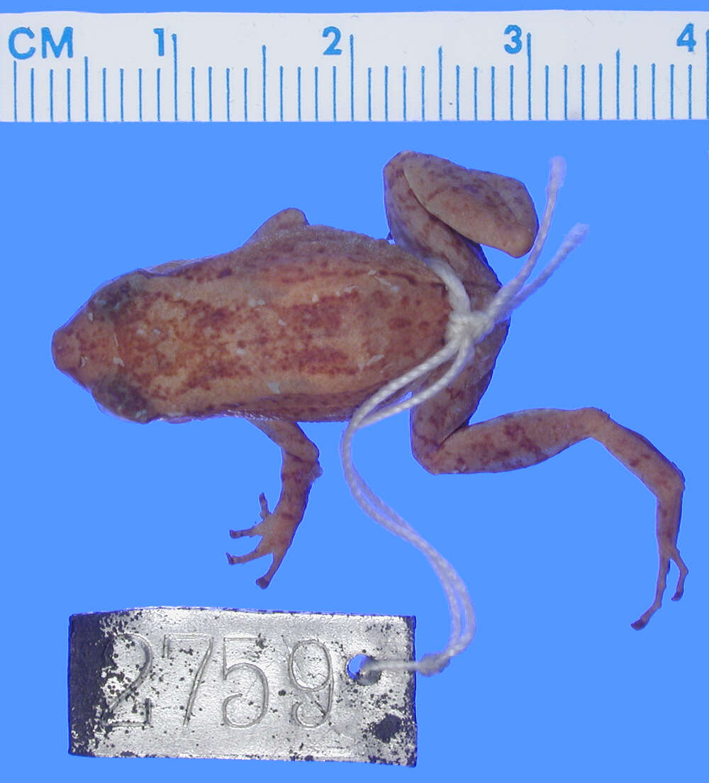 Image of Johnstone's Robber Frog